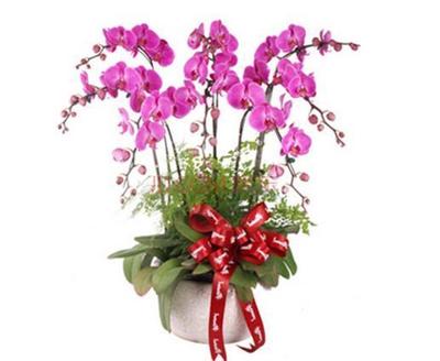 紫氣東來花（常見盆栽植物）的養(yǎng)護指南